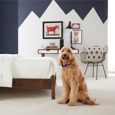 pet-proof design ideas